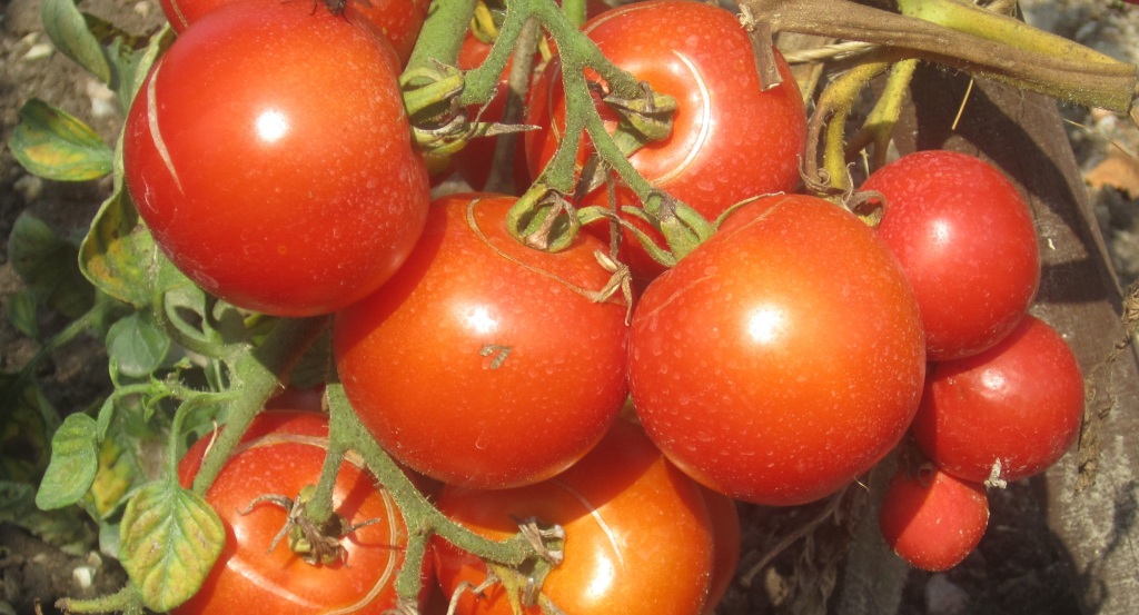 tomaten31
